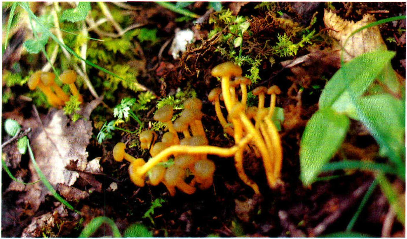 Leotia lubrica(Scop.)Pers.